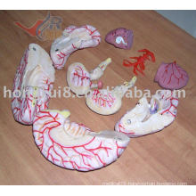 ISO Highly Detailed Brain Model with Cerebral Artery, Brain with Artery